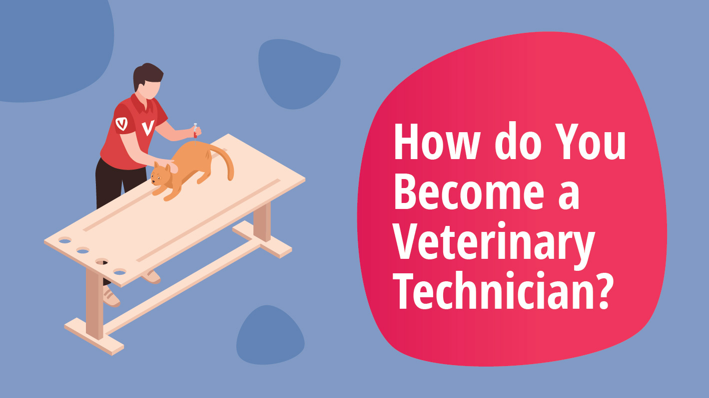 How to become veterinary technician